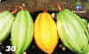 Cacao-R.jpg (10994 octets)