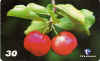 acerola-R.jpg (9605 octets)