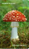 amanita muscaria-R.jpg (8346 octets)