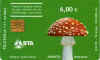 amanita muscaria-V.jpg (6993 octets)