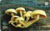 cogumelo_2.jpg (13137 octets)