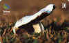 cogumelo_4.jpg (10084 octets)