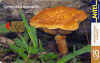 gymnopilus_spectabilis.jpg (12249 octets)
