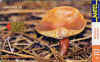 laccaria_sp.jpg (12632 octets)