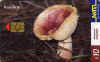 russula_sp.jpg (10266 octets)