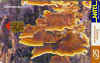 sterreum_sp.jpg (13561 octets)