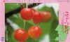yamagata cerise-R.jpg (7825 octets)