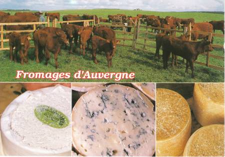 Dans les prairies d'altitude, traite des vaches. Fromages d'appellation controle : St-Nectaire, Fourme d'Ambert et Cantal.