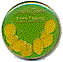 smith kendon citron.gif (2629 octets)
