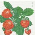 fraises0024-1.jpg (3880 octets)