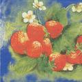 fraises0037-1a.jpg (3641 octets)