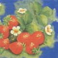 fraises0037-1b.jpg (3484 octets)