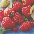 fruits_rouges0001b.jpg (3753 octets)