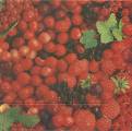 fruits_rouges0011-1.jpg (3550 octets)