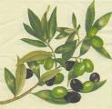 olives0021-1.jpg (3875 octets)