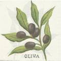 olives0030-1.jpg (2966 octets)