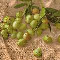 olives0134-1a.jpg (4223 octets)