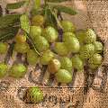 olives0134-1b.jpg (4630 octets)