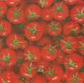 tomates0003.jpg (3506 octets)