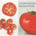 tomates0006-1b.jpg (3595 octets)