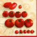 tomates0026-1.jpg (3838 octets)