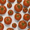 tomates0029-1b.jpg (4258 octets)