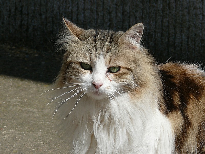 Rencontres chats animaux